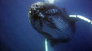 Existen juegos macabros en donde la adrenalina y la curiosidad por lo desconocido se desbordan. La Ballena Azul Asi Es El Reto Mas Macabro Y Peligroso De Internet As Chile