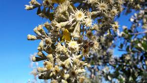 Image result for Brachylaena discolor