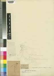 Image result for Angraecopsis amaniensis