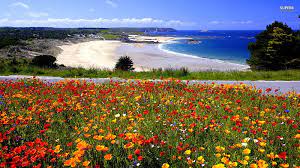 If there is no picture in this collection that you like, also look at other collections of backgrounds on our site. Gorgeous Flowery Beach Colorful Shore Ocean Spring Trees Sky Clouds Sea Hd Wallpaper Peakpx