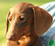 Omi the miniature longhaired dachshund during the family pet show 2019 at media city on july 21, 2019 in manchester, england. Dachshund Wikipedia