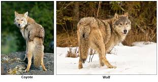 distinguishing between coyotes wolves and dogs