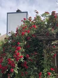 Climbing roses can add wonderful vertical interest to your garden. Thought You Guys Might Like This Picture Of The Climbing Rose Bush That Has Taken Over My Pergola Gardening