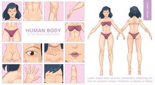 But the masculine language of medicine doesn't end there. Free Vector Cartoon Female Body Parts Composition