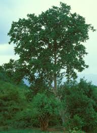 Image result for Ficus sycomorus