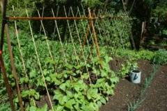 See more ideas about veggie garden, vegetable garden, garden trellis. Pole Bean Supports Top Tips On Options