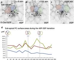 Image result for Monosis