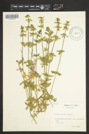 Image result for Galium chloroionanthum