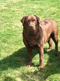 It was love at first sight for both of us. Chocolate English Lab Puppies Due Cooper S English Labs Facebook