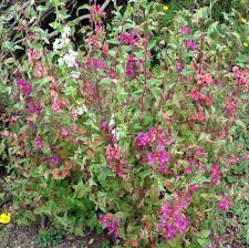 Mountain Garland Clarkia California Native Plants Native Plants Wild Hearts