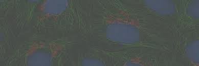 Maybe you would like to learn more about one of these? Advances In Cell Tissue Culture Actc