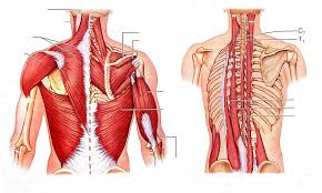 It originates from the outer edge of the shoulder blade, then travels up to the lowest portion of the. Muscles Of The Posterior Neck Back And Arm Diagram Quizlet
