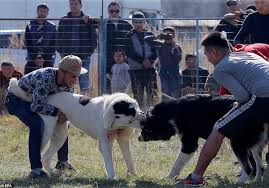 Alabai̇ orta asya çoban köpeği alabai central asia shepherd dog ( bu bir t.c. Dogs Rip Chunks From Each In Vicious Arena Fighting While Young Children Watch In Kyrgyzstan Daily Mail Online