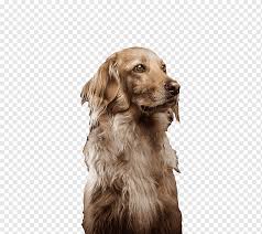 Golden Retriever Nova Scotia Ordek Tolling Retriever Yavru Kopek Dogurmak Companion Kopek Ucretsiz Sevimli Kopek Cekme Malzemesi Free Logo Design Template Hayvanlar Etobur Png Pngwing