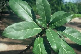 Image result for Ficus lutea