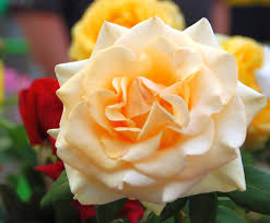 Lift your spirits with funny jokes, trending memes, entertaining gifs, inspiring stories, viral videos, and so much more. Rosa Marilyn Monroe Wikipedia