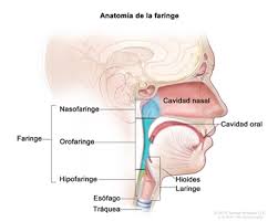 Las paredes musculares de la faringe están formadas mayoritariamente por los tres constrictores de la faringe comentados anteriormente (v. Prevencion Del Cancer De Cavidad Oral Faringe Y Laringe Pdq Prevencion Informacion Para Los Pacientes Nci Cigna