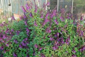 Salvia Amistad Gartensalbei Gartensalbei Ziersalbei Pflanzen