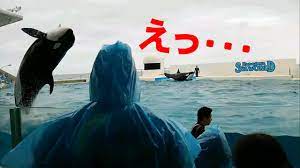 会場騒然、鴨川シャチのショーでのできごと - YouTube
