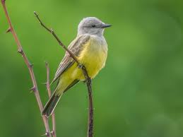 Image result for Pteris kivuensis