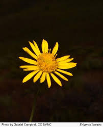 Image result for Erigeron steudelii