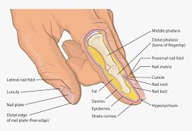 There are trabeculae in spongy bone which gives its sponge like appearance. Anatomical Cross Section Of Human Finger And Fingernail Finger Cross Section Labeled Hd Png Download Kindpng