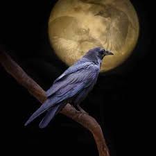 Ary Adli Kullanicinin Bird People Iii Panosundaki Pin Karga Hayvanlar Hayvanlar Alemi