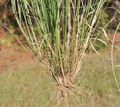 Image result for Aristida diffusa