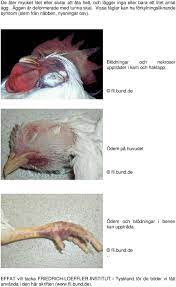 The main symptoms of the disease are: Fagelinfluensa Information Till Anstallda Pdf Gratis Nedladdning