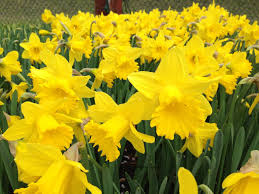 Keep reading to find what early blooming spring flowers you can put. One Of The First Flowers Of Spring Daffodils Are For Chivalry As They Usher The Way For More Delicate B First Flowers Of Spring Daffodils Language Of Flowers