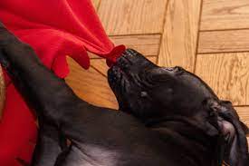 Why Do Dogs Nibble On Blankets 6 Reasons For This Behavior Pet Keen