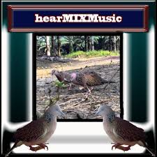 127 likes · 4 were here. Download Suara Burung Terkukur Pikat Mp3 Offline Latest 1 0 Android Apk