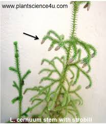 Image result for Lycopodium
