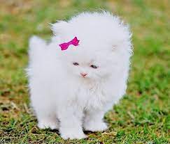 ishtar turunen adli kullanicinin love it panosundaki pin hayvanlar sevimli hayvan yavrulari sevimli kedi yavrulari