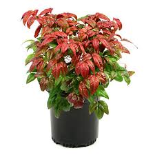 We did not find results for: Cottage Farms Direct Nandina Fire Power 1 Piece Plant With Purpose Tsc1042 At Tractor Supply Co
