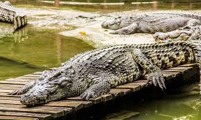 Enjoy this fascinating place of this glitzy city, and grab the. Dubai Safari Park Attraction Timings And Ticket Details