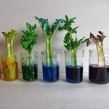 Plants absorb water and the nutrients from the water via their roots systems. Science U Home How Do Plants Drink Water Experiment