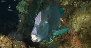 Parrot cichlids can turn pale as a ghost in a very short time. Bumphead Parrot Fish Declare Their Arrival With A Crunch Science News