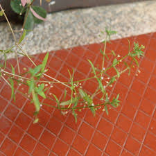 Image result for Oldenlandia lancifolia