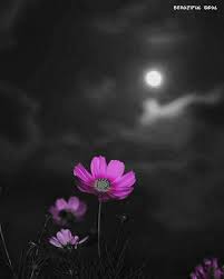 Pin By Leala Traiger On Moon On The Lake 3 Super Moon Touch Of Gray Moon