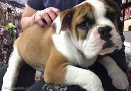 Unfollow english bulldog to stop getting updates on your ebay feed. Bulldog Dog Breed Information And Pictures