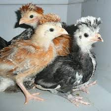 Black And White Speckled Chicken Name Chickens With Mohawk Polish Crested Polish Chicken Chicken Breeds