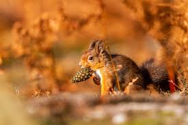 Image result for Brown Squirrel 2014 Peugeot