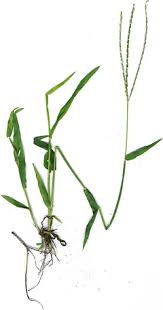 Image result for Digitaria brazzae