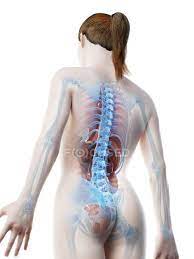 Select a human anatomy system to begin. Human Body Model Showing Female Anatomy With Internal Organs In Rear View Digital 3d Render Illustration Guts Science Stock Photo 308626522