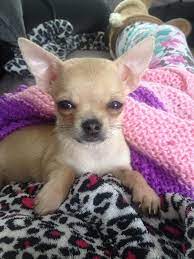 Pin De Sebastiao Buiati En For Mckenna Perros Chihuahua Cachorros Adorables Perros Bonitos
