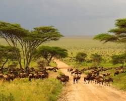 Image of Savanna biome
