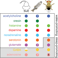 Estimating wildlife disease dynamics in complex systems using an. Unraveling The Evolutionary Determinants Of Sleep Abstract Europe Pmc