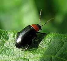 Check spelling or type a new query. Flea Beetle Wikipedia
