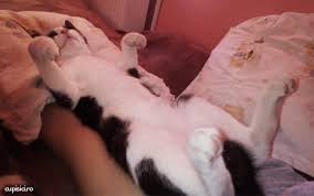 Pur și simplu îi 18. De Ce Dorm Pisicile Atat De Mult Cu Pisici